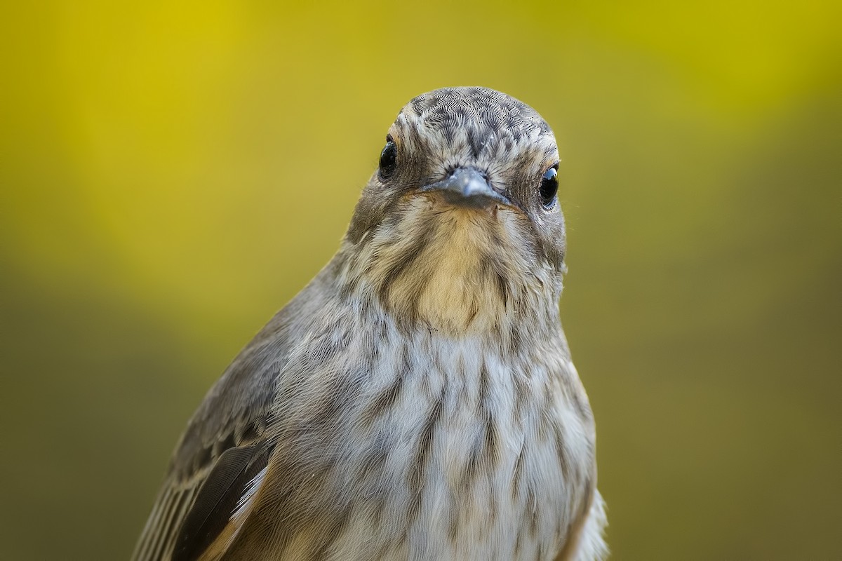 Spotted Flycatcher - Alper Tüydeş