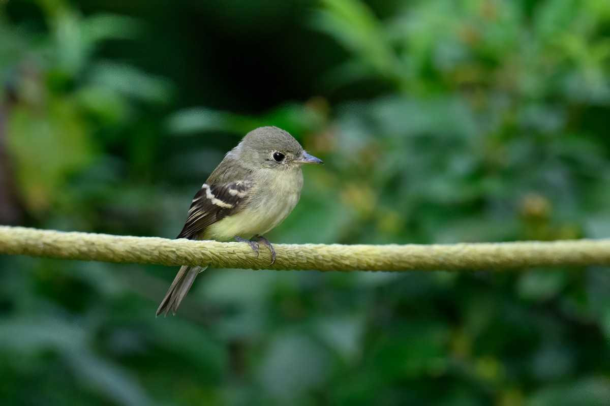 Acadian Flycatcher - ML609222082