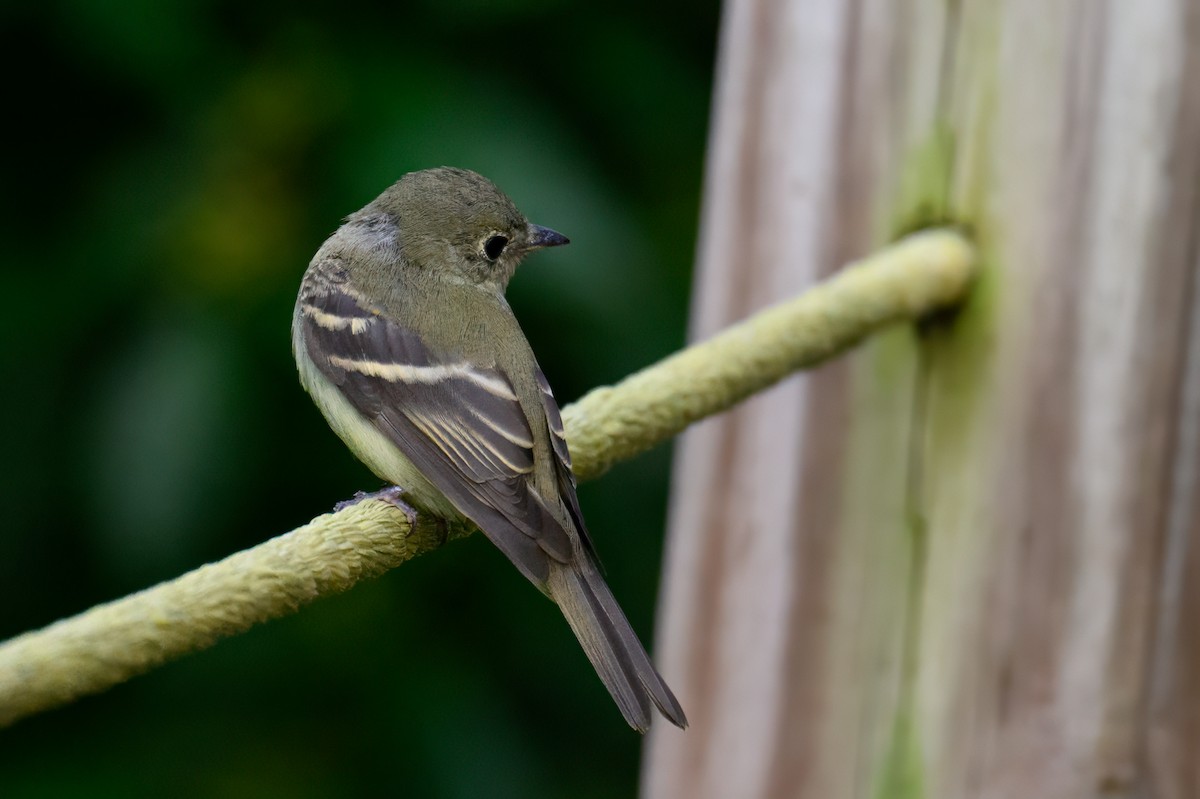 Acadian Flycatcher - ML609222083