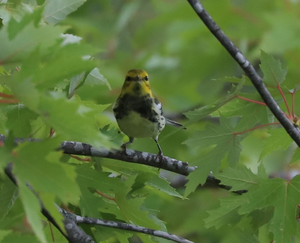 Black-throated Green Warbler - ML609222101