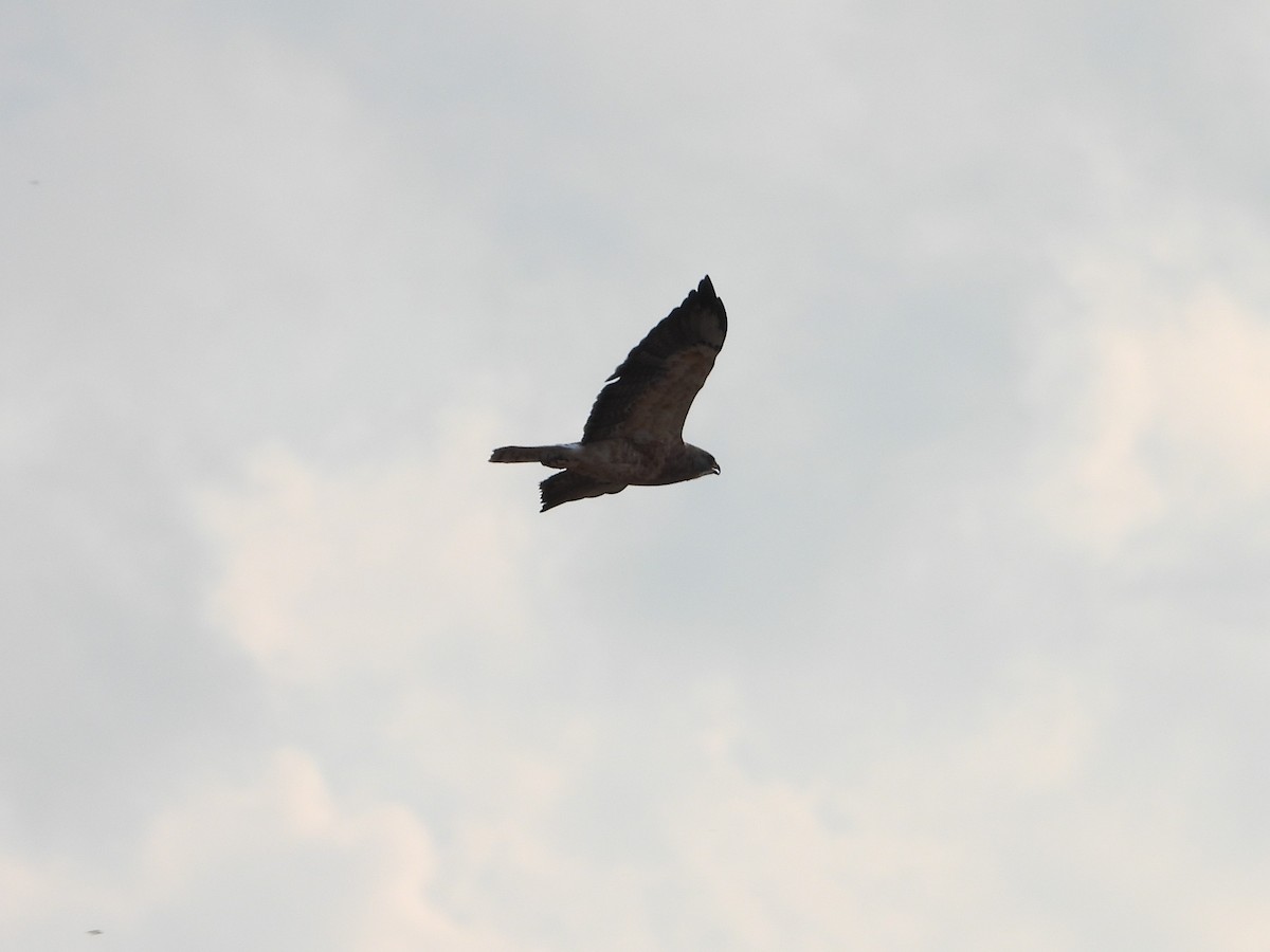 Swainson's Hawk - ML609222103