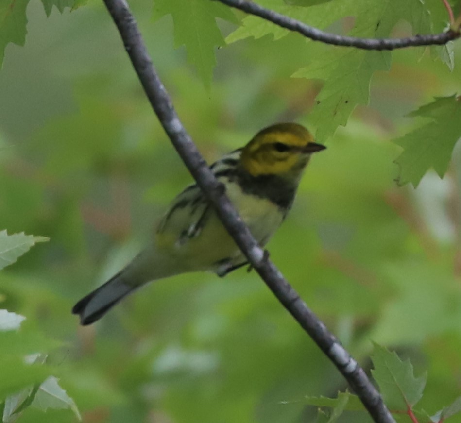 Black-throated Green Warbler - ML609222105