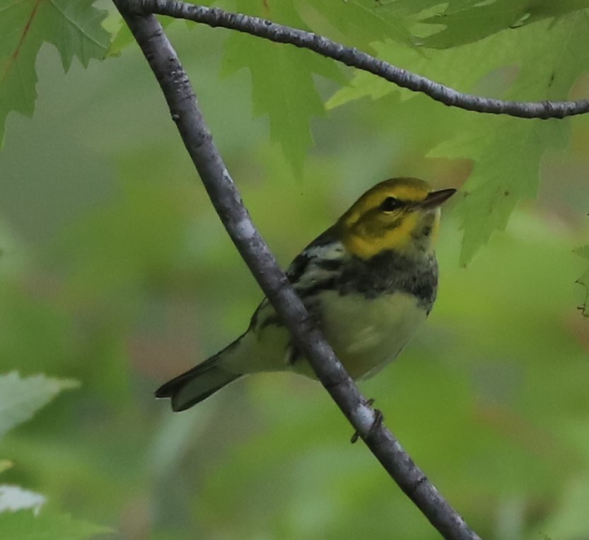 Black-throated Green Warbler - ML609222107