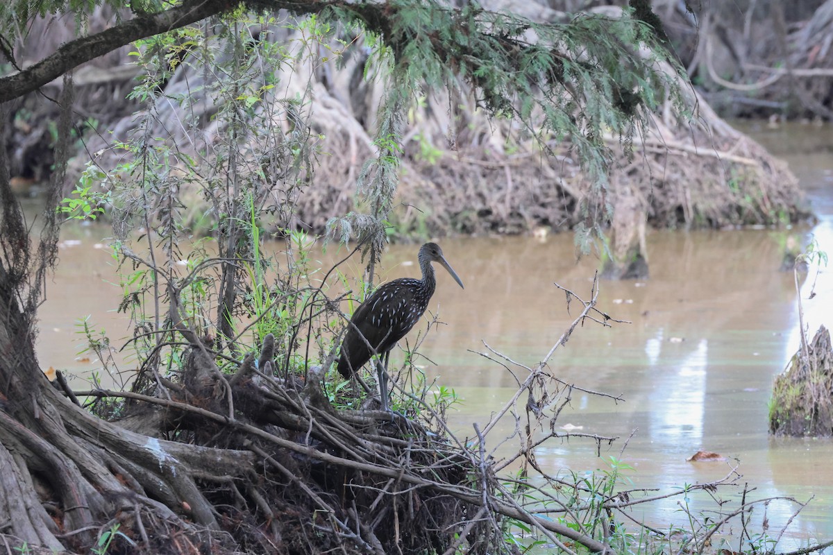 Limpkin - ML609222134