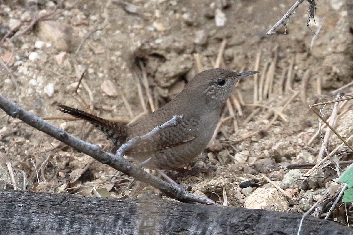 Northern House Wren - ML609222141