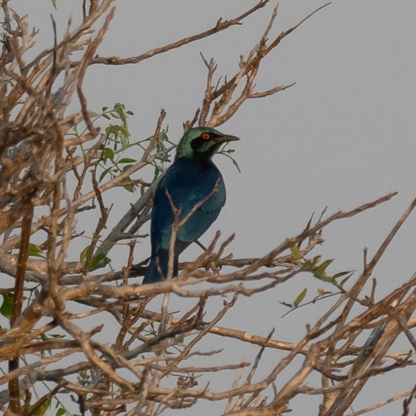 Lesser Blue-eared Starling - ML609222160