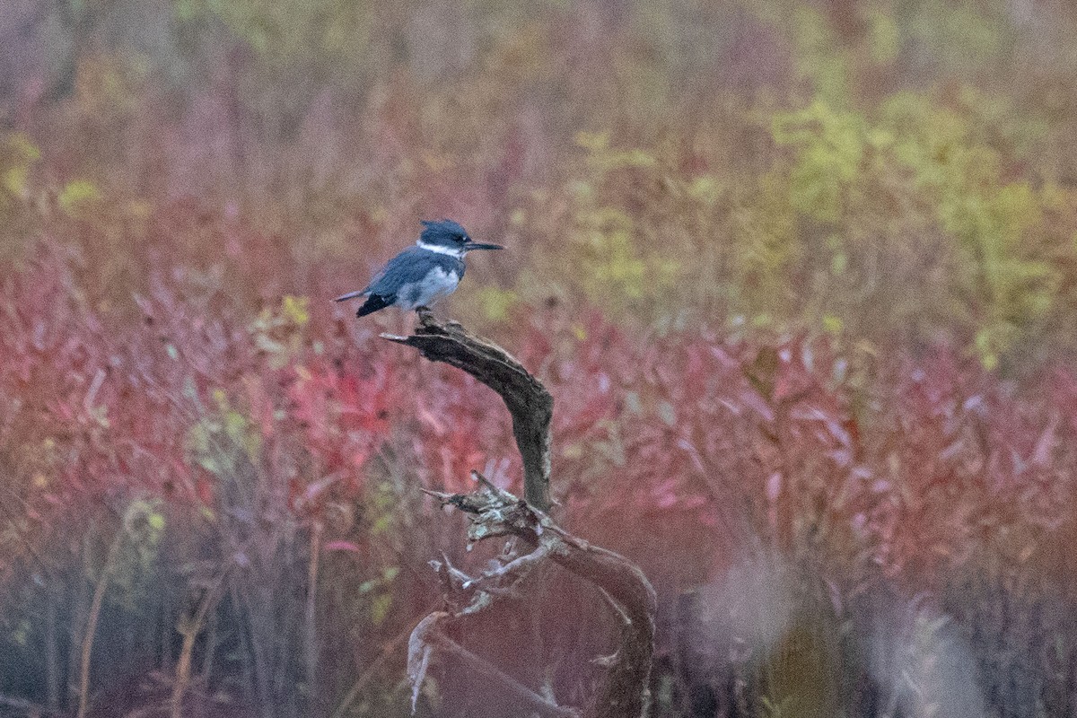 Belted Kingfisher - ML609222254