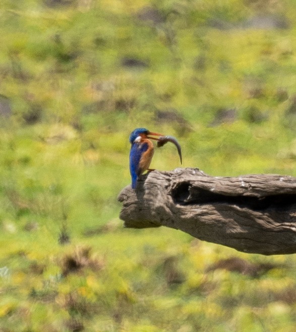 Malachite Kingfisher - ML609222373