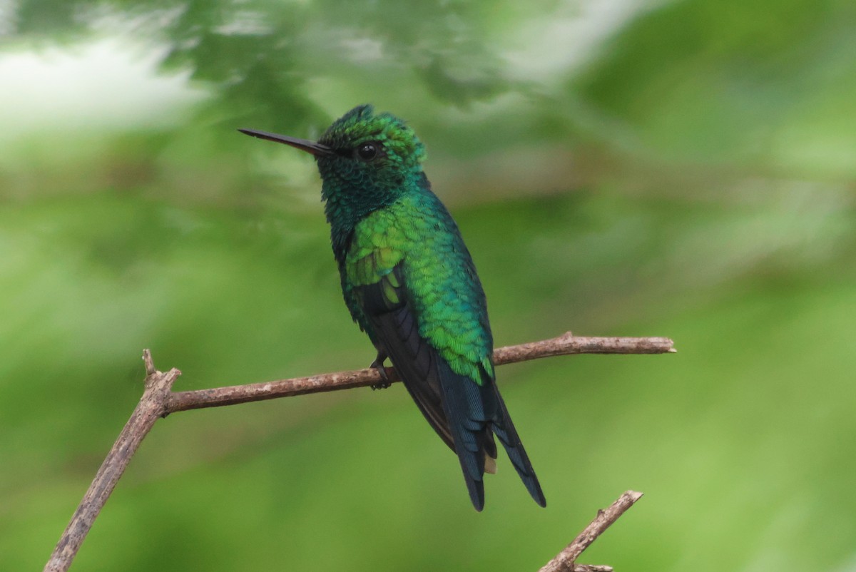 Red-billed Emerald - Jorge Alcalá