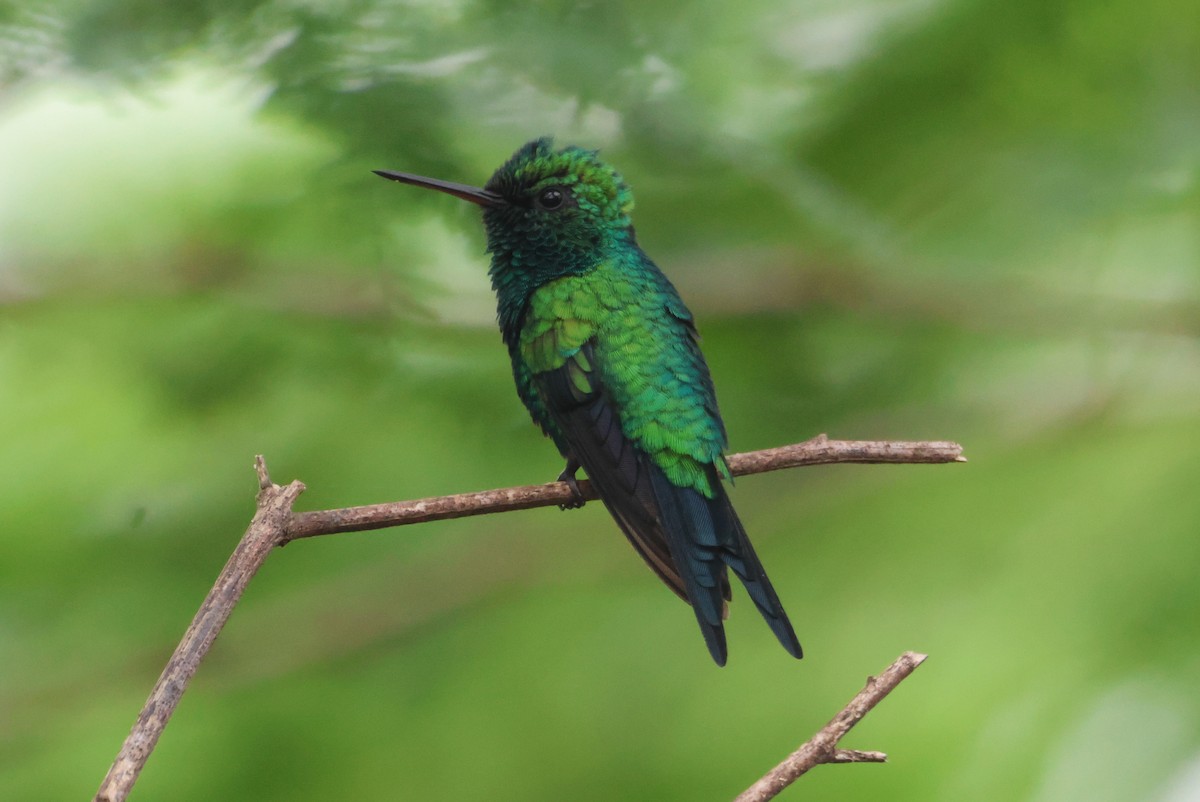 Red-billed Emerald - ML609222402