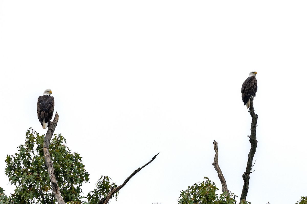 Bald Eagle - ML609222439