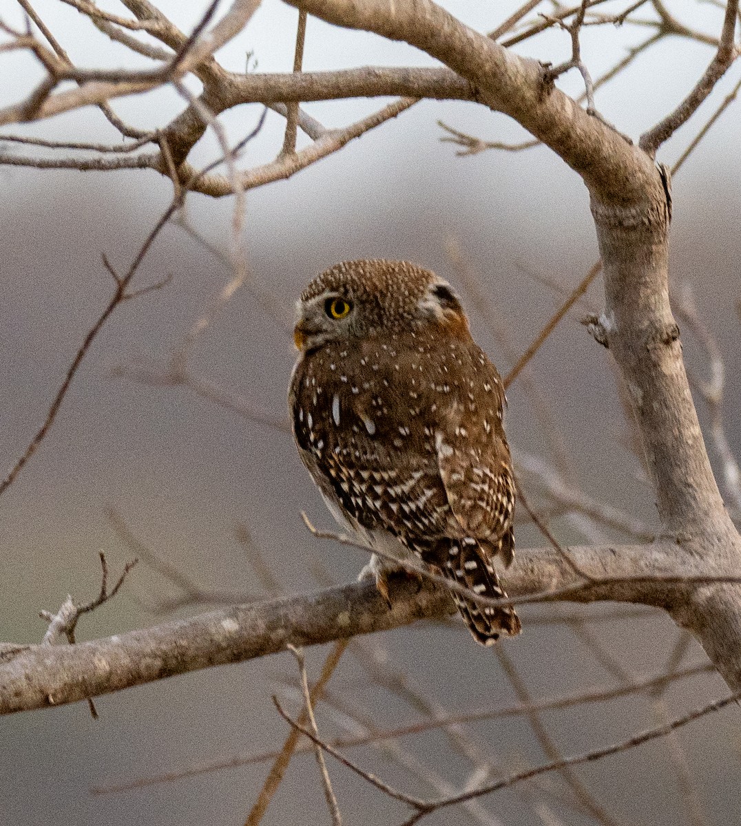 Pearl-spotted Owlet - Kevin McAuliffe