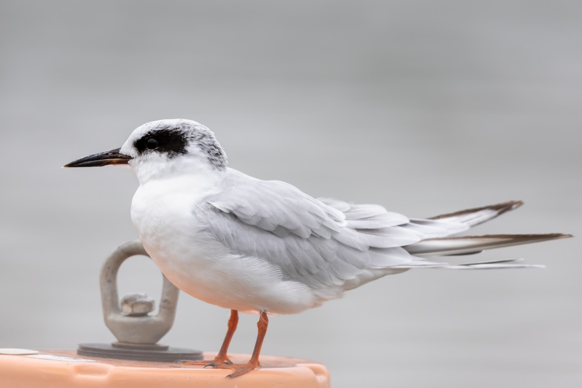 Forster's Tern - ML609222577