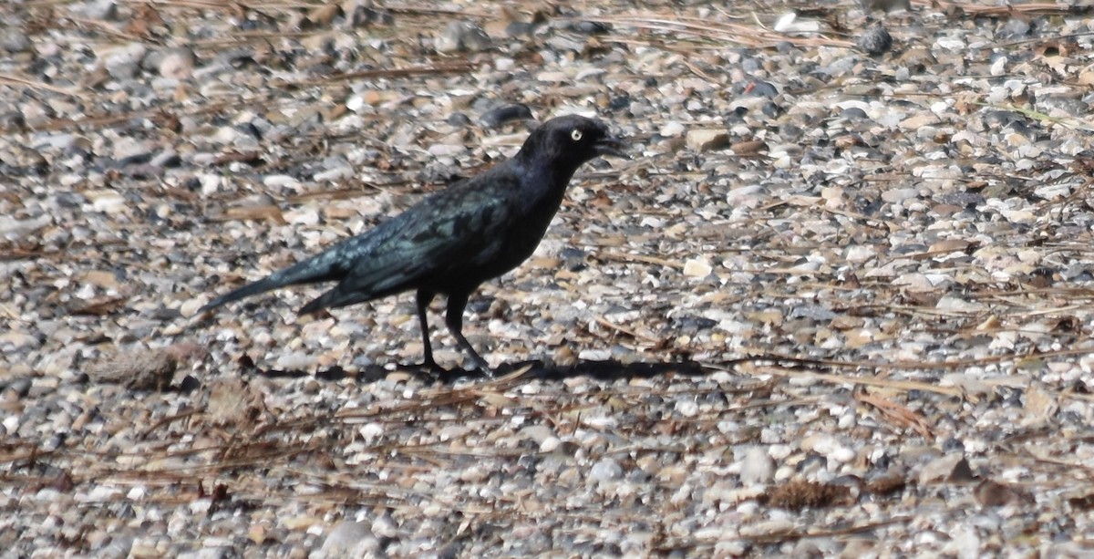 Brewer's Blackbird - Larry Langstaff