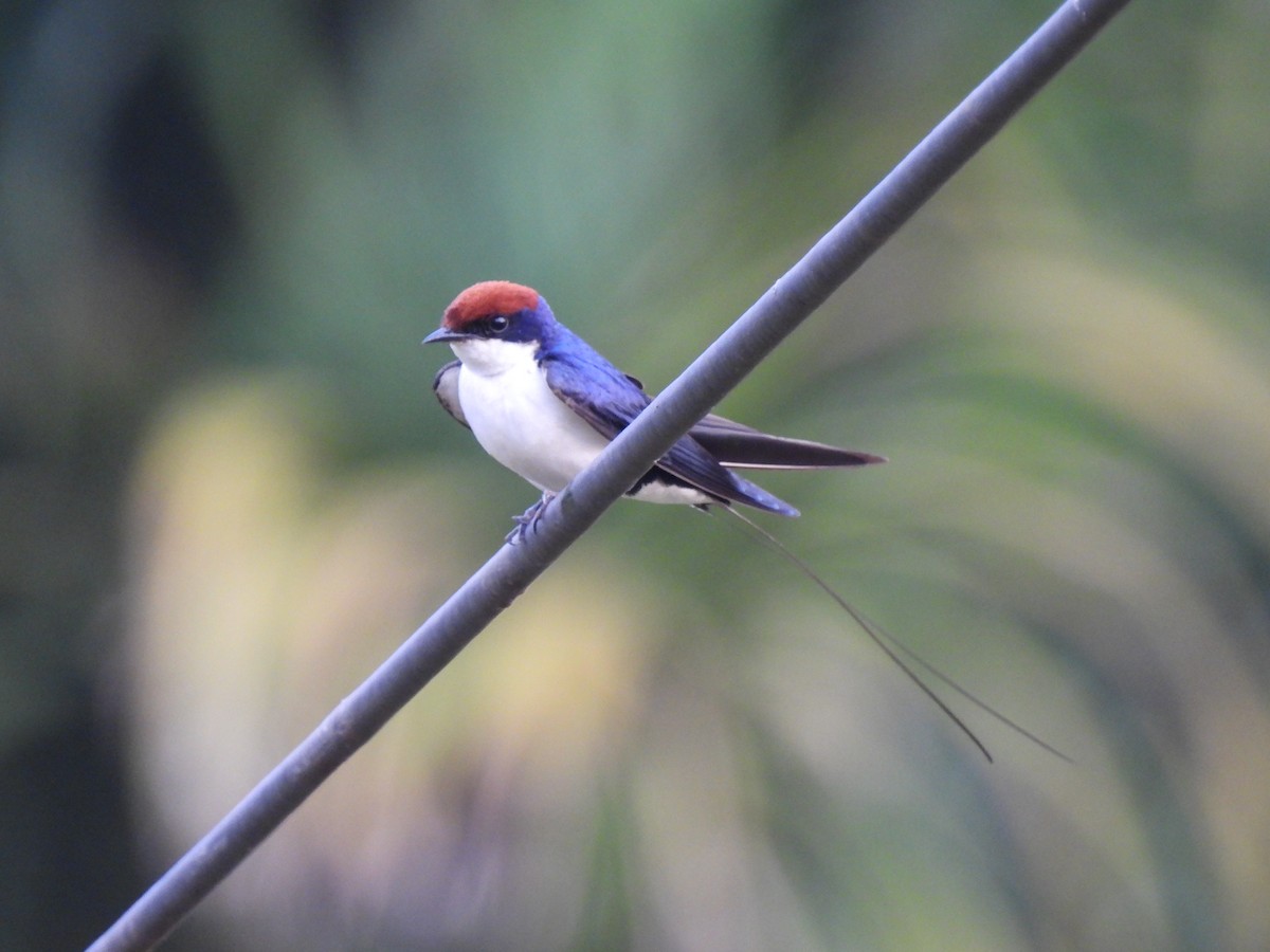 Wire-tailed Swallow - ML609222606