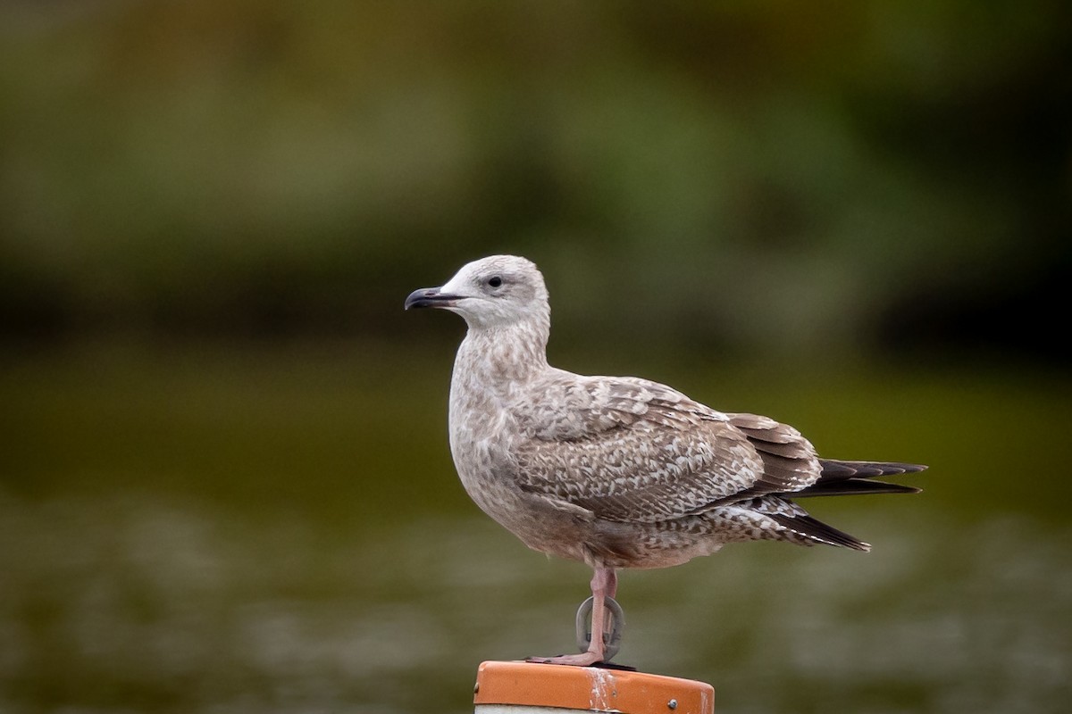 Gaviota Argéntea - ML609222629