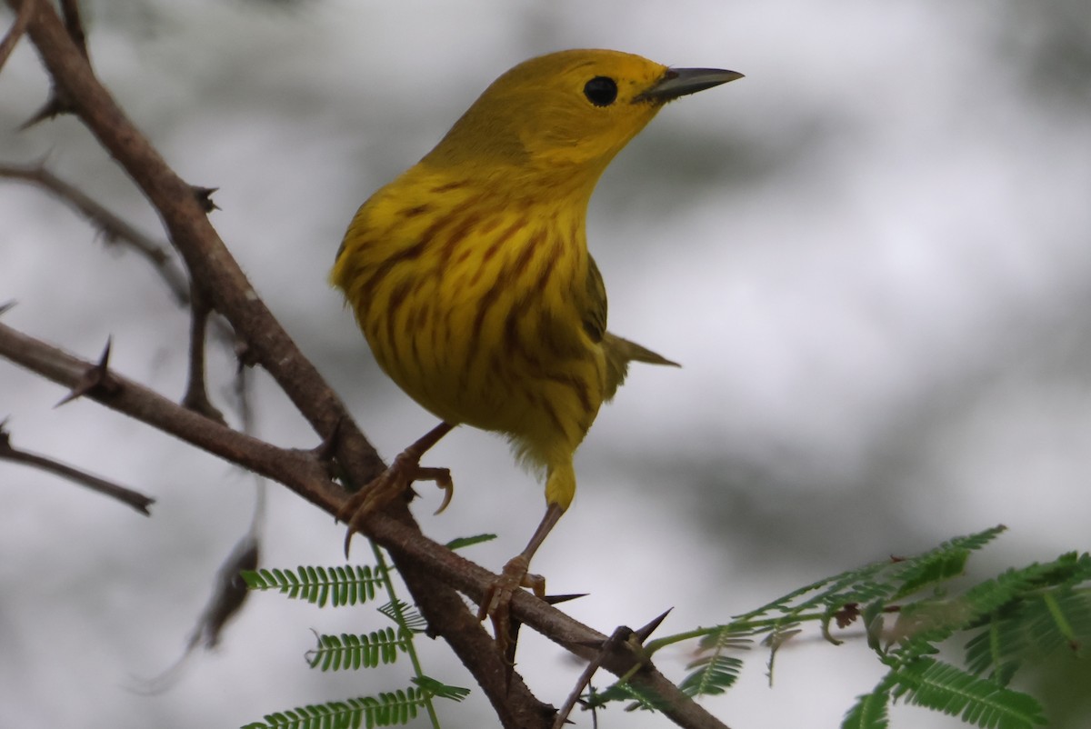 Northern/Mangrove Yellow Warbler - ML609222633