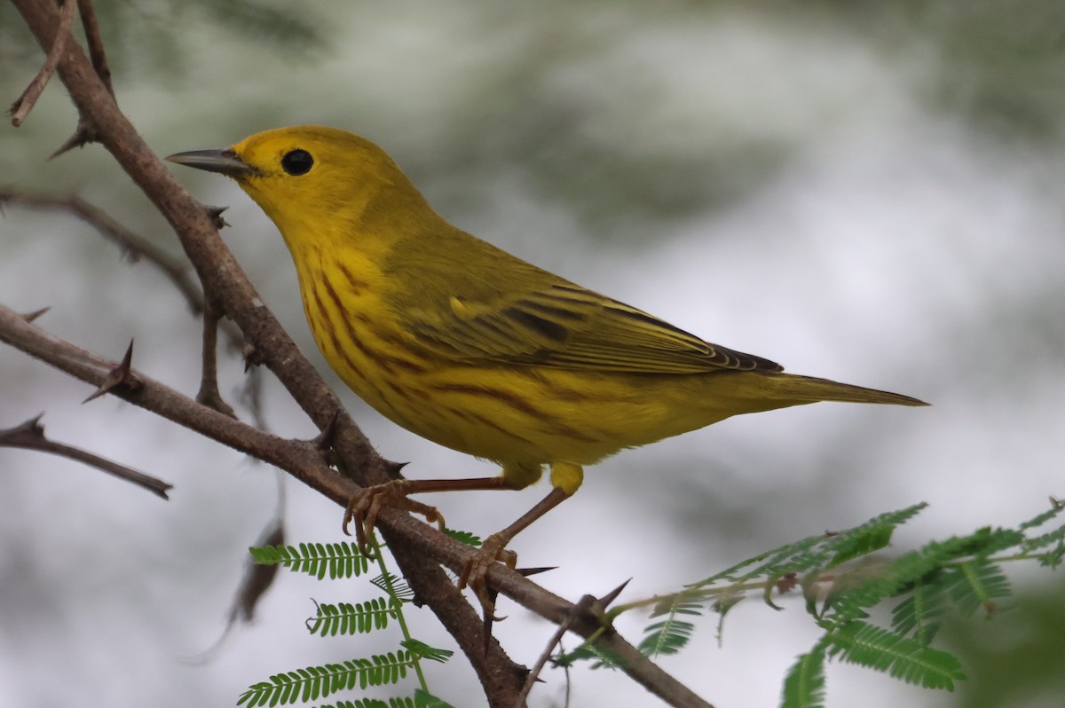 Northern/Mangrove Yellow Warbler - ML609222634