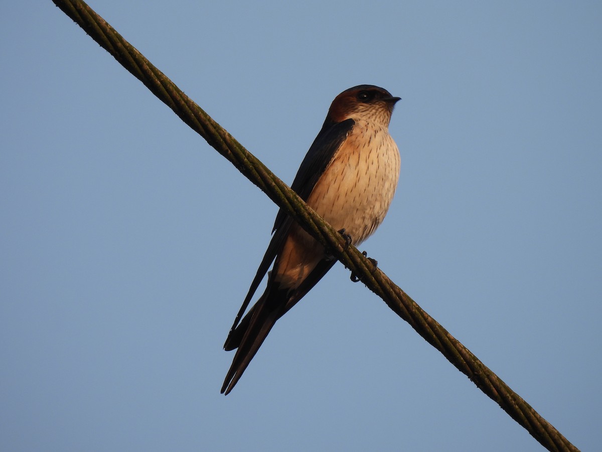 Eastern Red-rumped Swallow (Daurian) - ML609222642