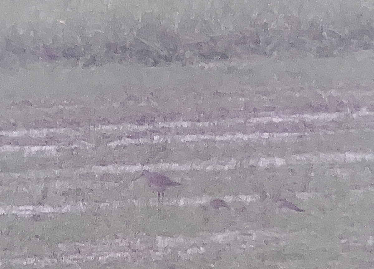 Hudsonian Godwit - ML609222645