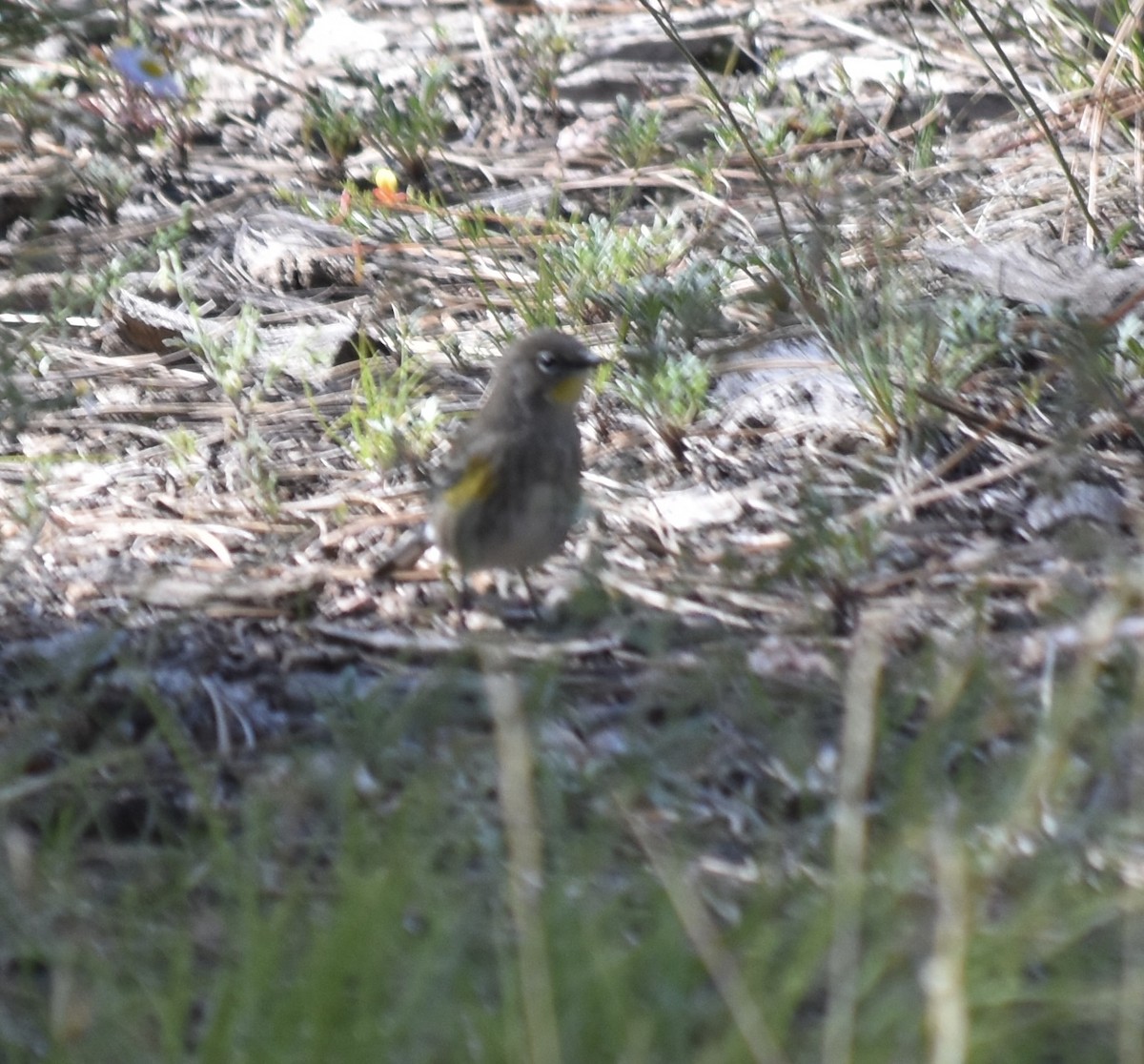 Yellow-rumped Warbler (Audubon's) - Larry Langstaff