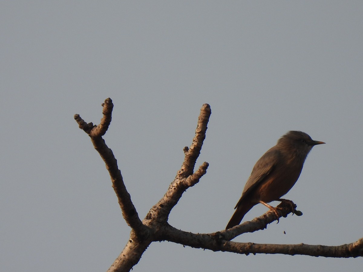 Chestnut-tailed Starling - ML609222650