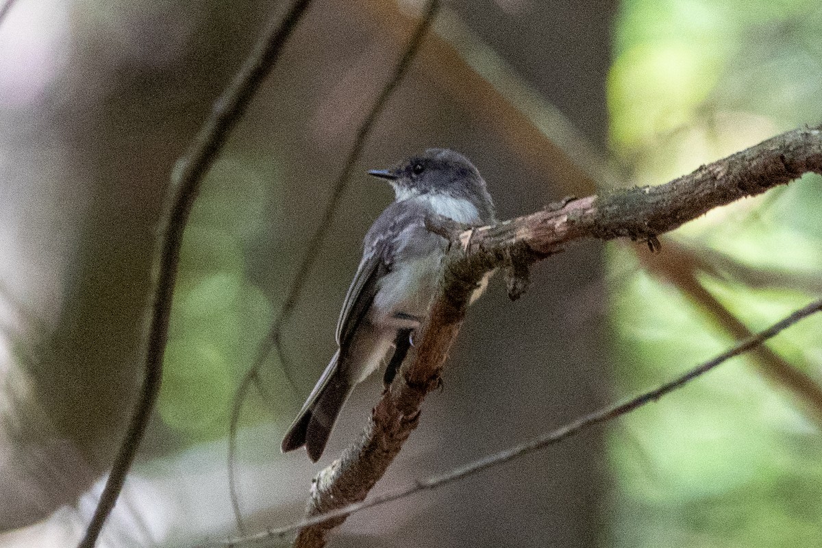 Eastern Kingbird - ML609222655