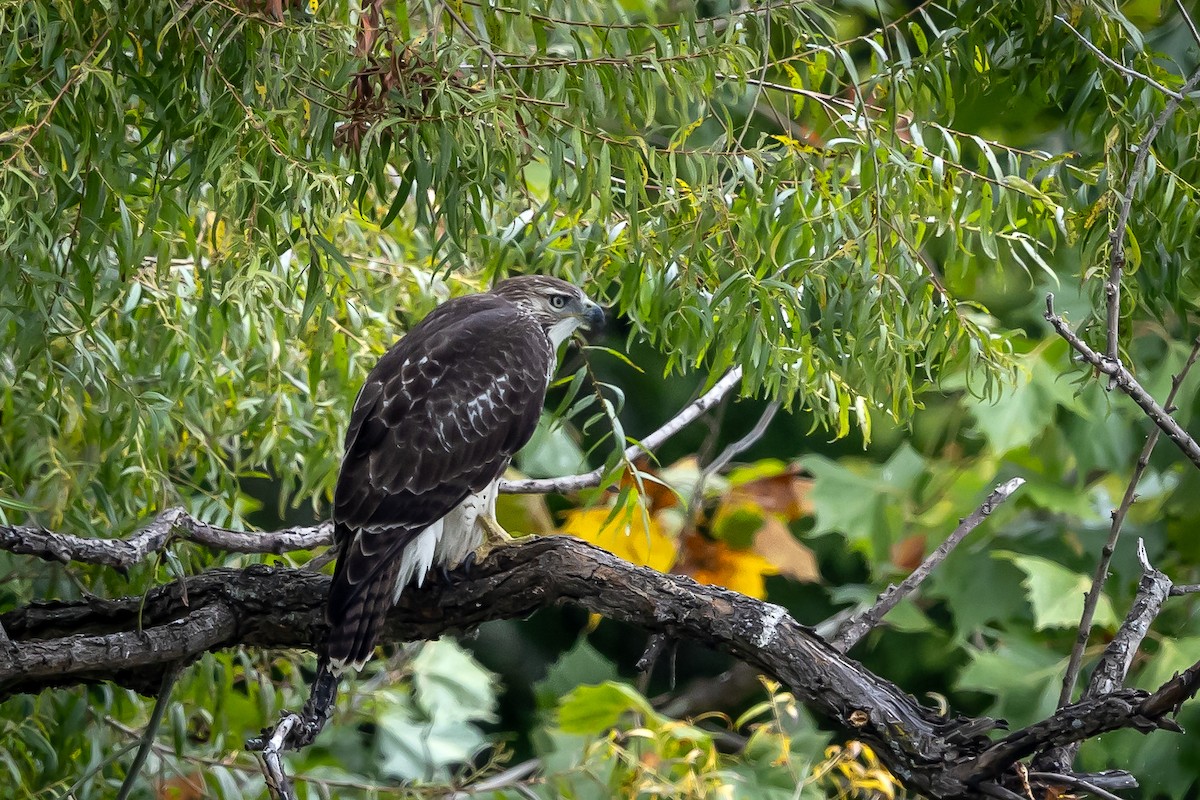 Red-tailed Hawk - ML609222780
