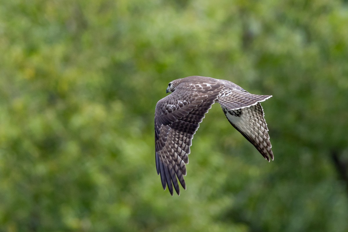 Red-tailed Hawk - Renee Sparks