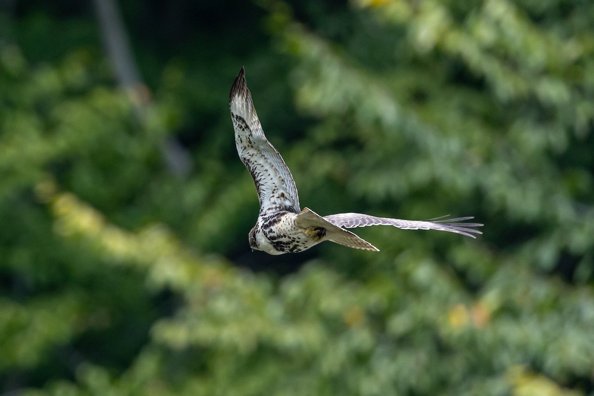 Red-tailed Hawk - ML609222782