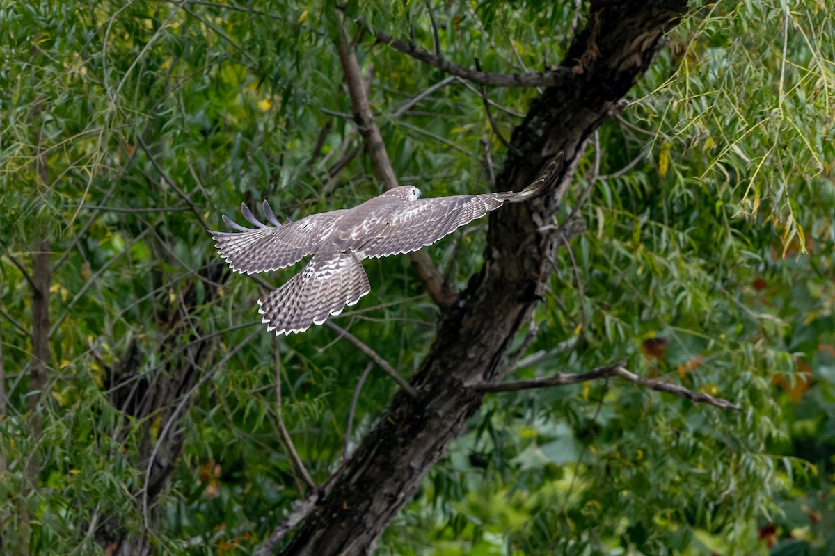 Red-tailed Hawk - ML609222783