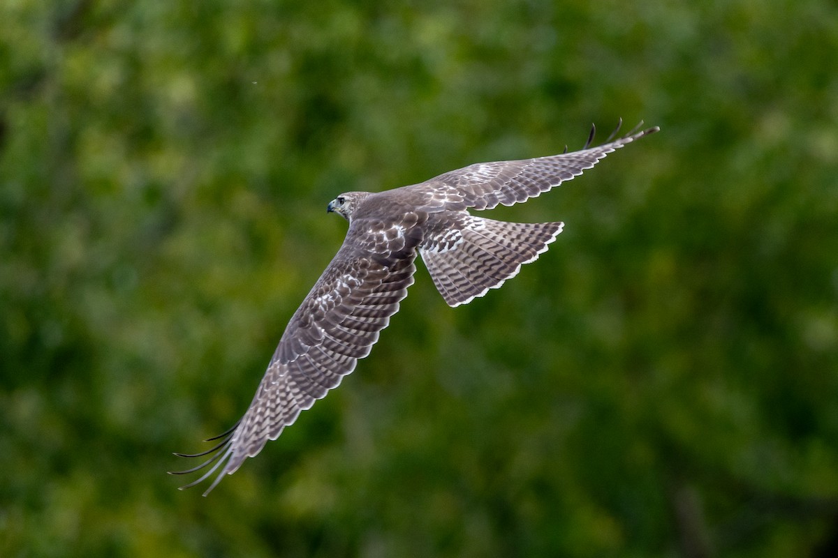 Red-tailed Hawk - ML609222784