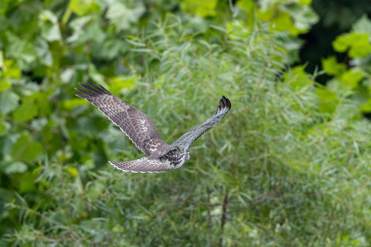 Red-tailed Hawk - ML609222785