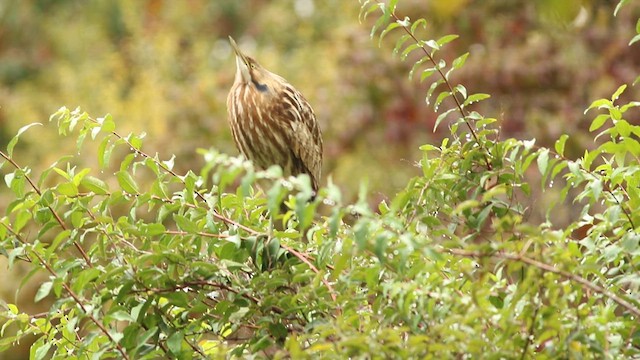 American Bittern - ML609222868