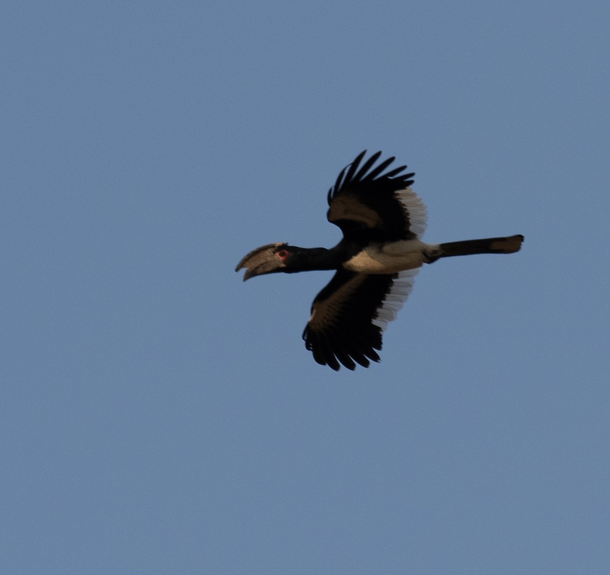 Trumpeter Hornbill - ML609222890