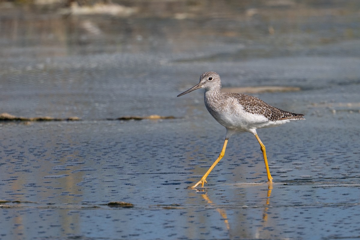 Greater Yellowlegs - ML609222895