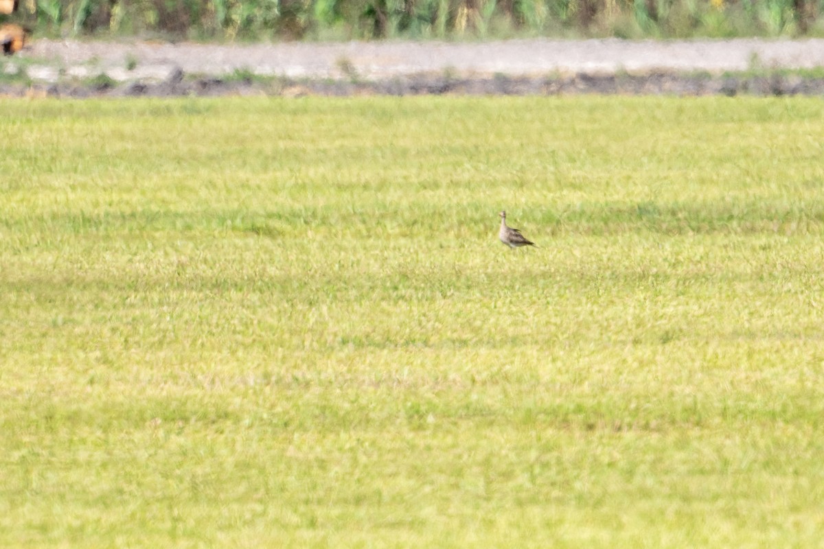 Upland Sandpiper - ML609222936