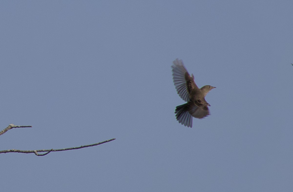 Eastern Wood-Pewee - Jim Hudson