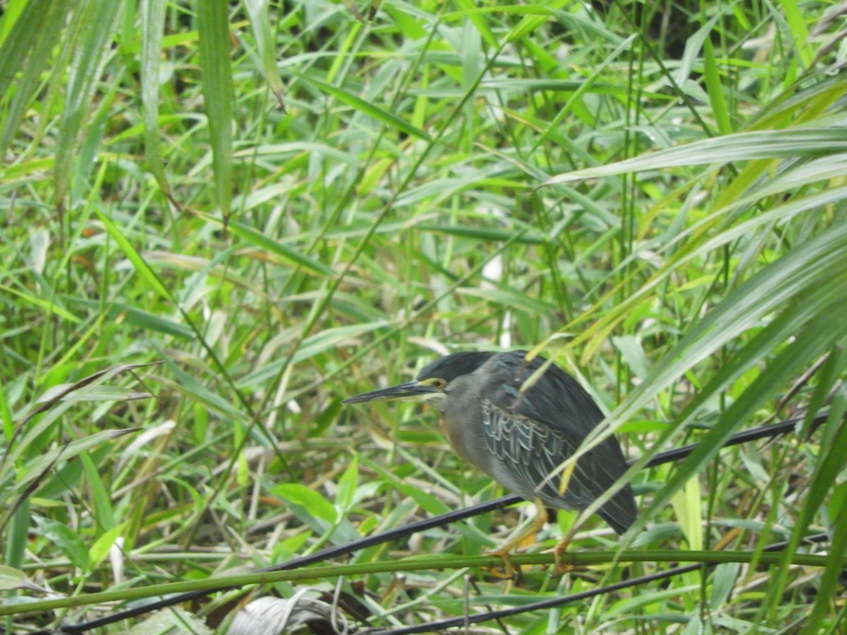 Striated Heron - ML609223185