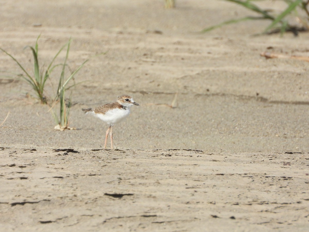 Collared Plover - ML609223220