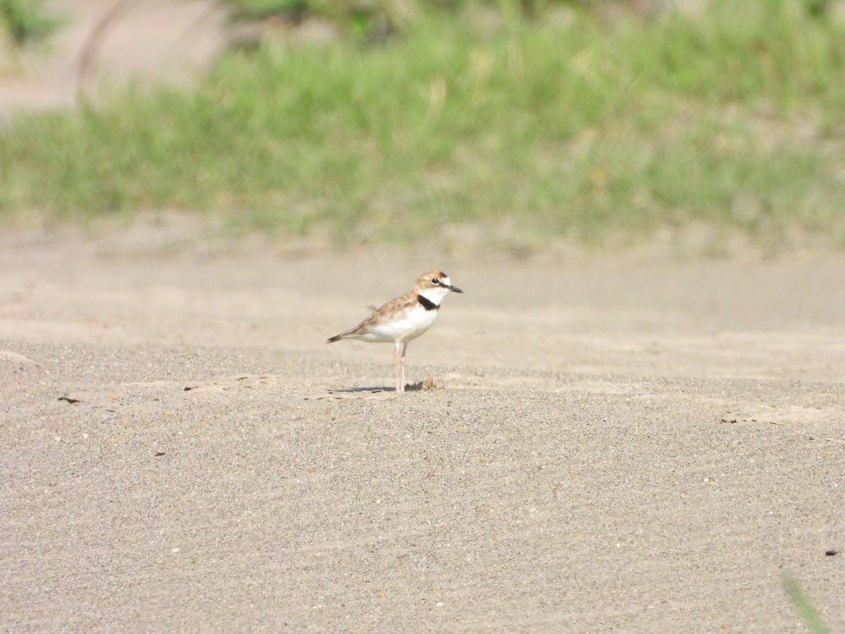 Collared Plover - ML609223221