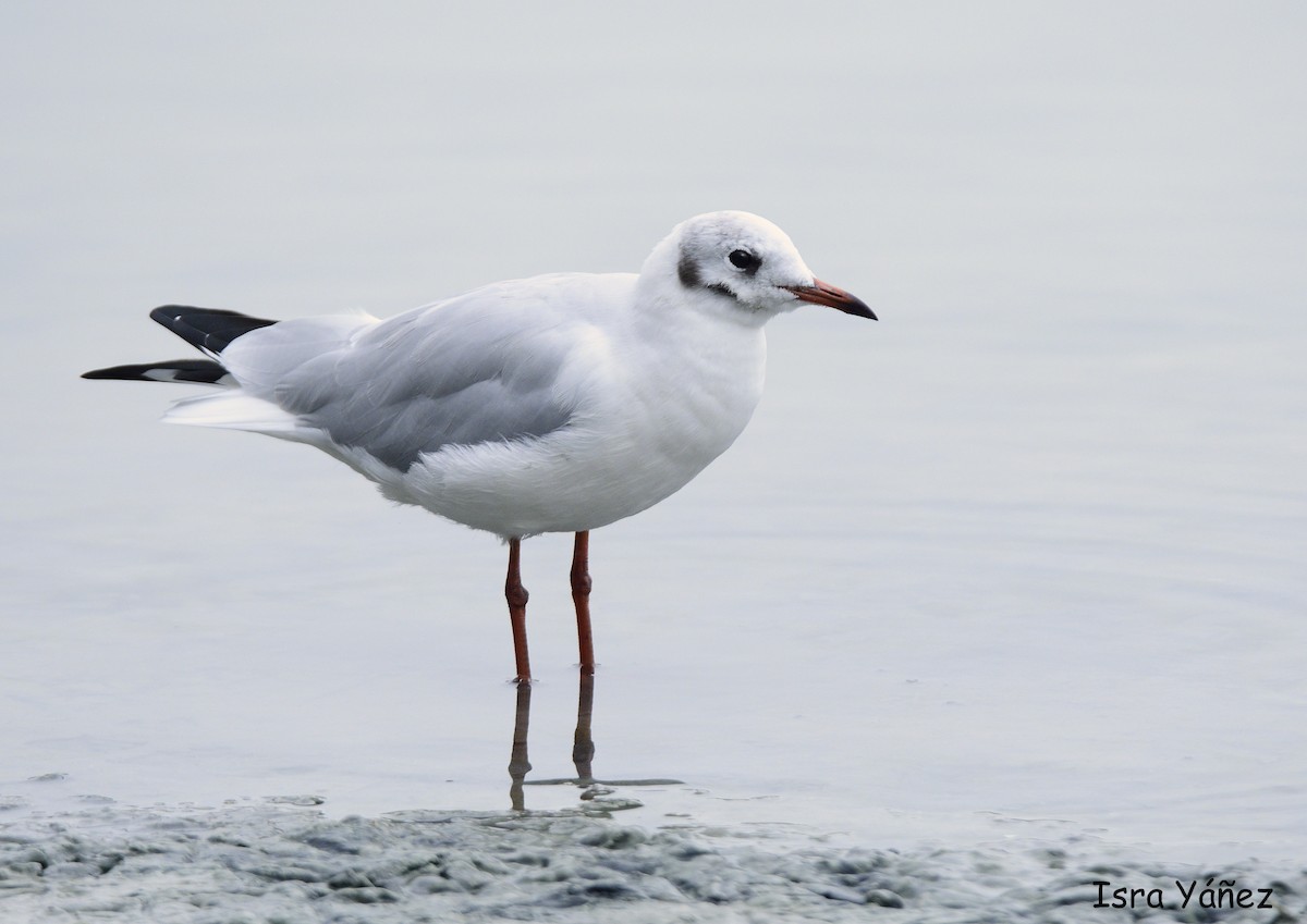 Mouette rieuse - ML609223230