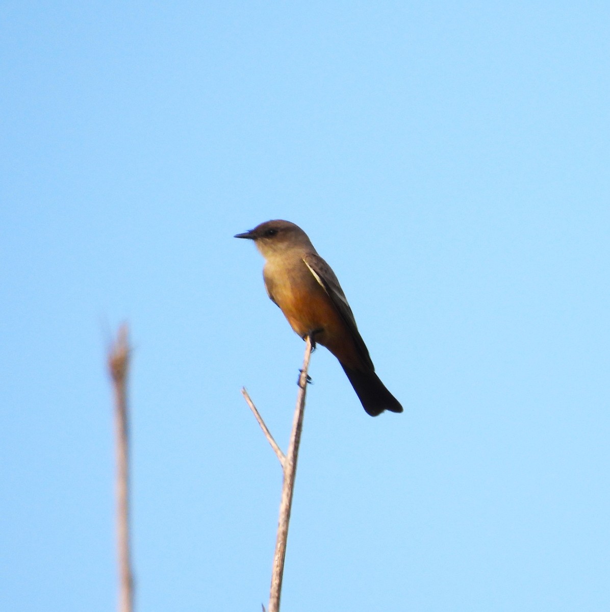 Say's Phoebe - ML609223339