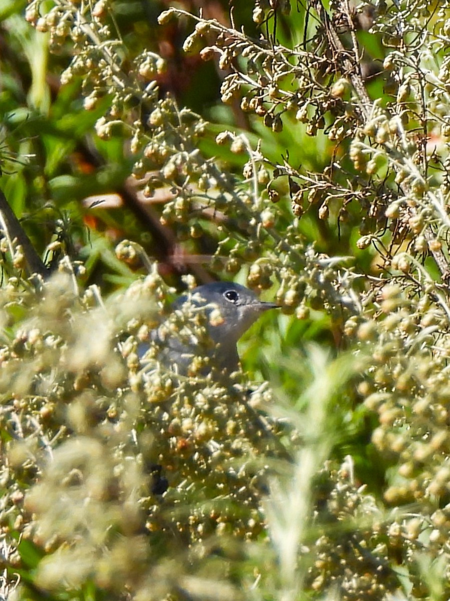 Blue-gray Gnatcatcher - Drew Hatcher