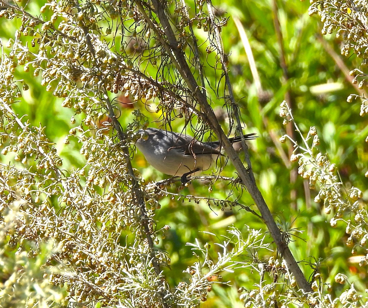 Blue-gray Gnatcatcher - Drew Hatcher