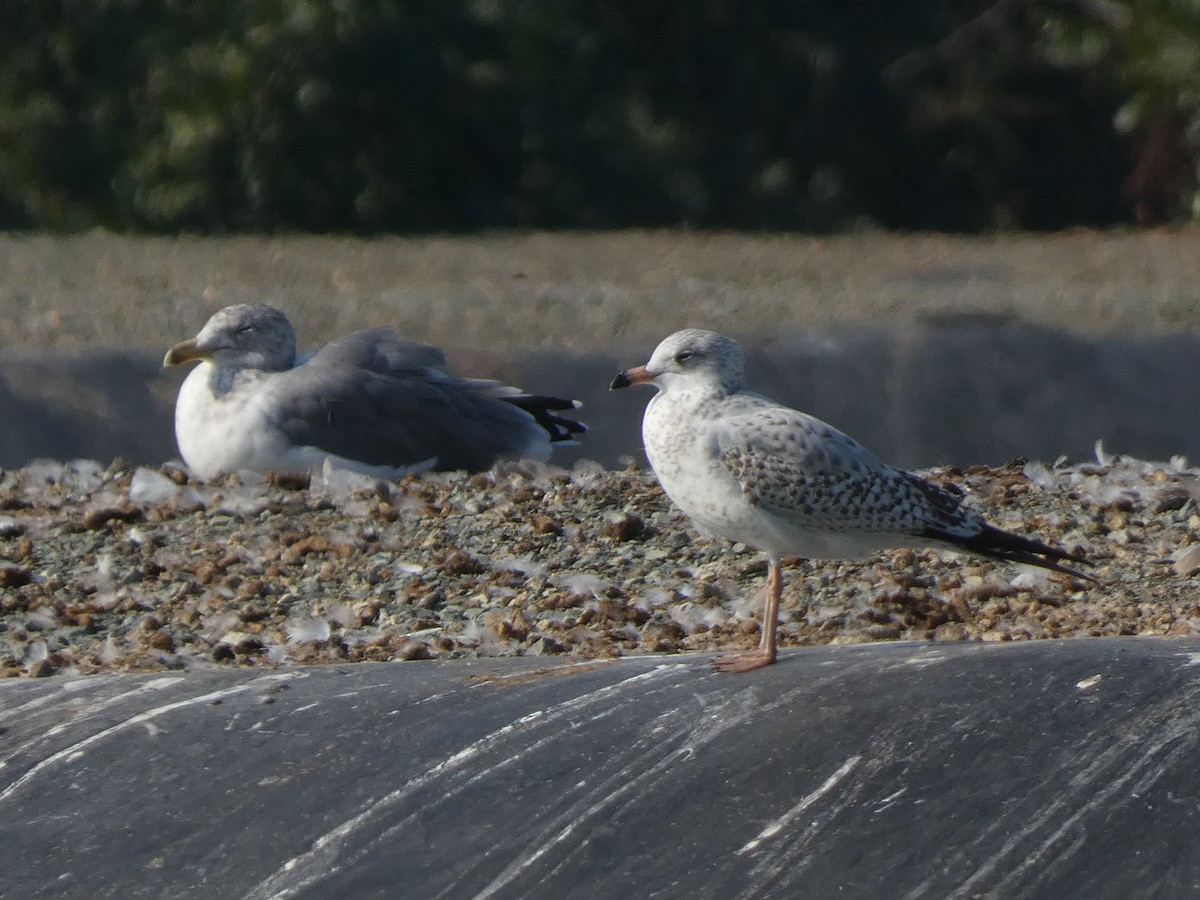 Ring-billed Gull - Eneko Azkue