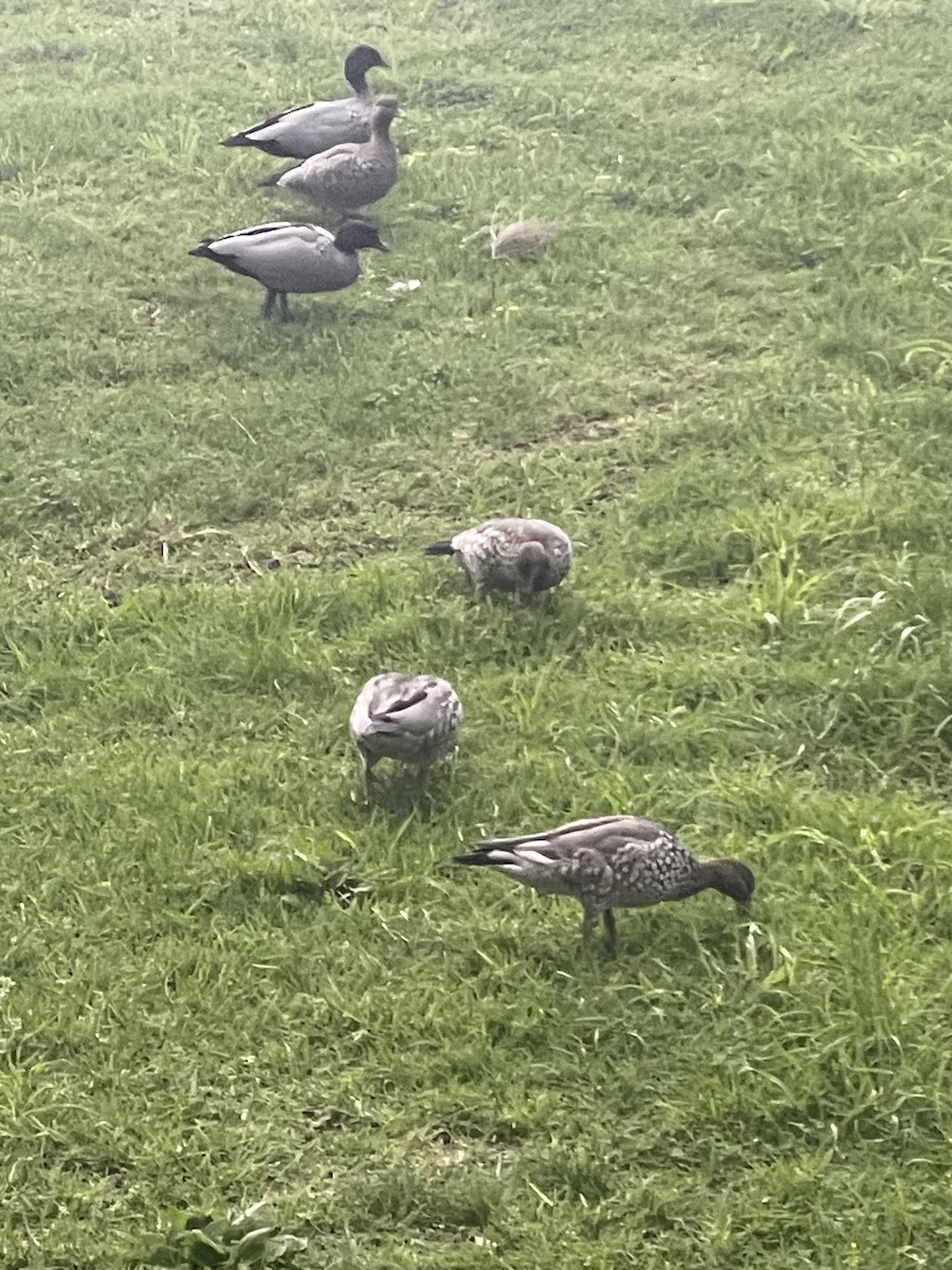 Canard à crinière - ML609223424