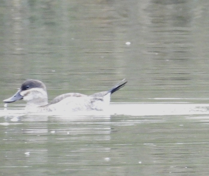 Ruddy Duck - ML609223439