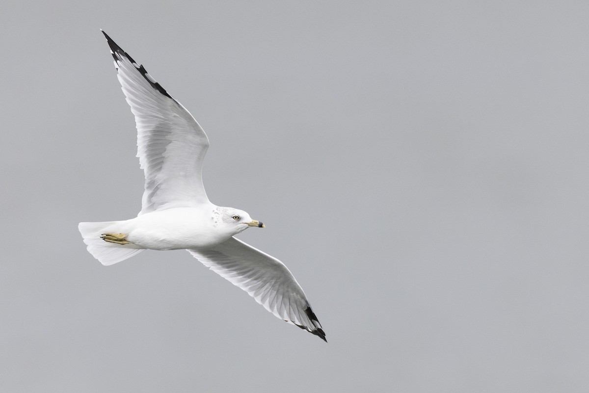 Ring-billed Gull - Michael Stubblefield