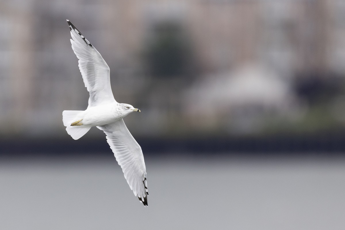 Ring-billed Gull - Michael Stubblefield